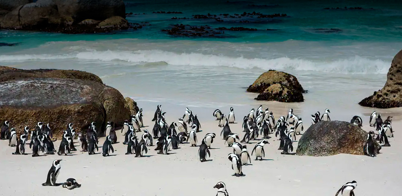 O melhor de Botswana e Cape Town